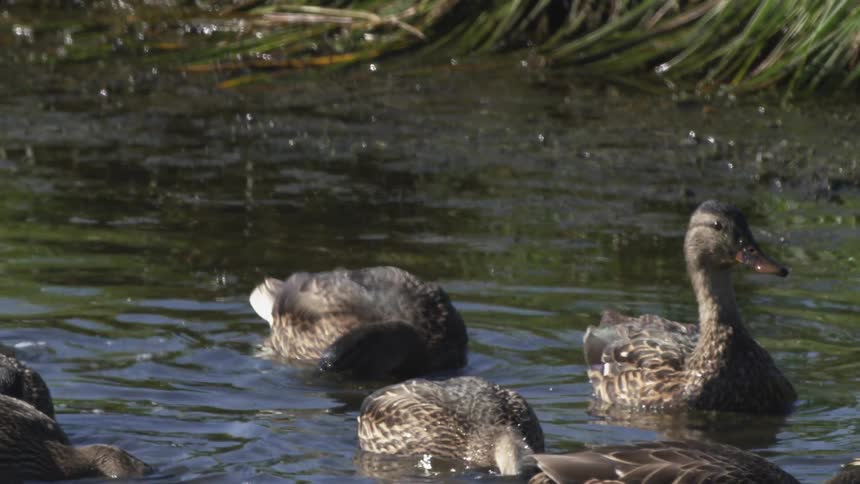 Slow motion close up of mallard ducks feeding and swimming in a tranquil pond