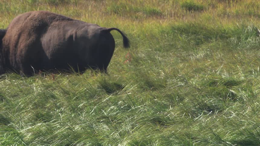 An American bison grazes peacefully in a sunny, grassy meadow before wandering out of the shot