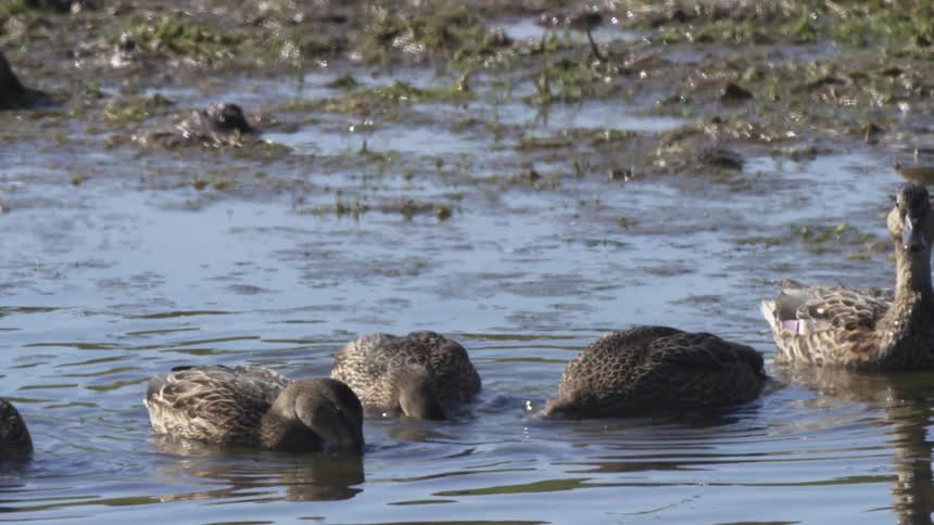 A flock of female mallard ducks calmly forage for food in a shallow, sunlit marsh in slow motion
