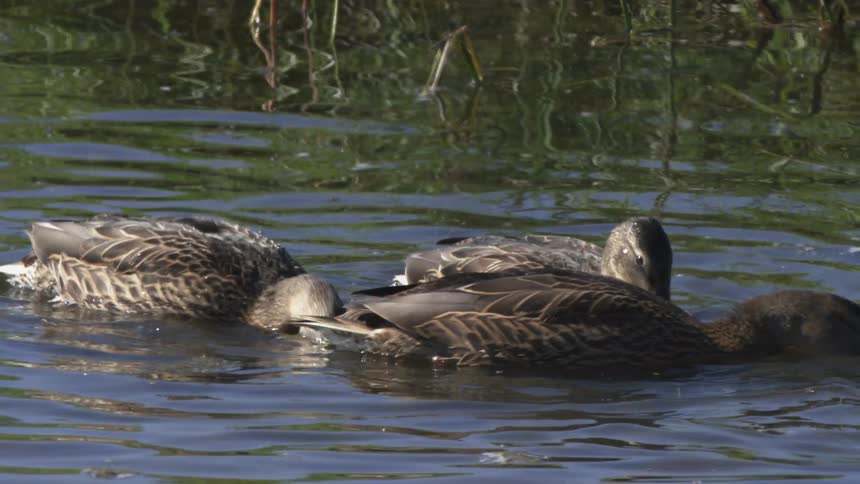 A raft of Mallard ducks feed together in the tranquil waters of a pond in a slow-motion close-up