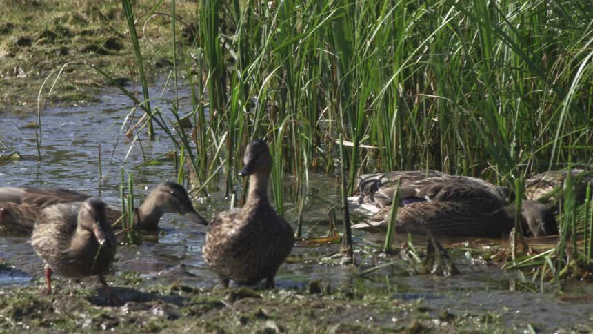 A flock of wild ducks rests and forages in a sunny, shallow marsh surrounded by tall green reeds