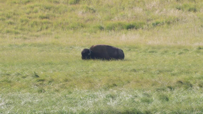 A majestic American bison rises from the tall green grass in a vast meadow and leisurely walks out of frame
