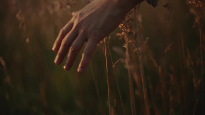 Close up of a hand gently brushing through a field of tall grass during golden hour