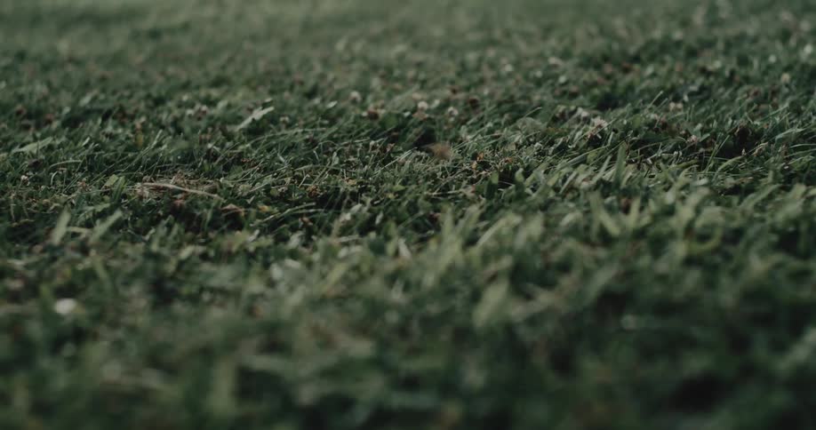 A tranquil, low-angle, slow dolly shot pulling back over a lush green lawn