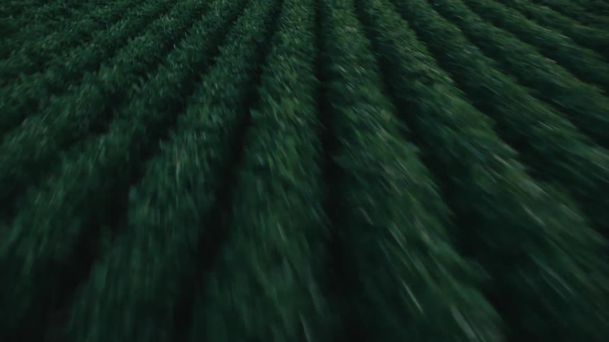 Low, fast aerial shot flies over lush green crop rows as an agricultural drone hovers in the distance