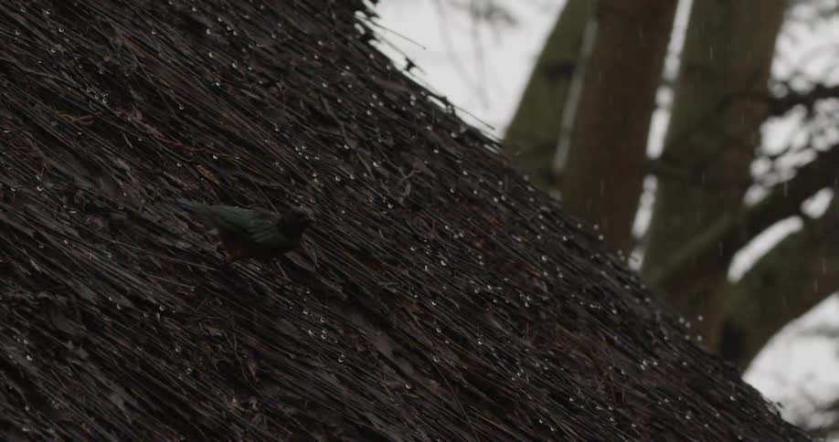 A bird takes off from a roof in the rain