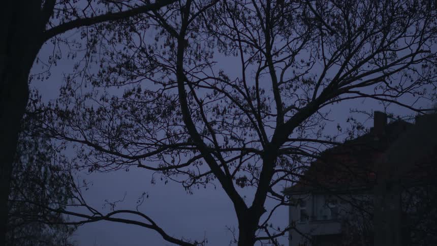 A silhouetted leafless tree stands against a dark blue sky at twilight with a building in the background