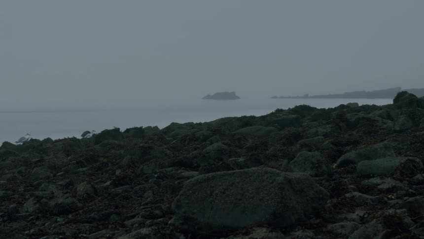 A seabird flies in slow motion and lands on a misty, rocky shoreline next to a calm ocean