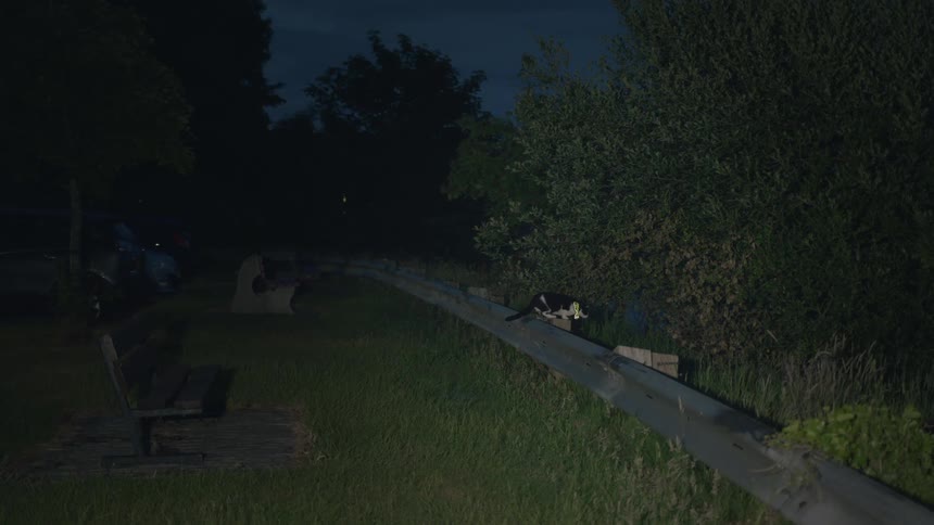 A black and white cat with a reflective collar sits on a metal guardrail in a park at night before lying down to rest