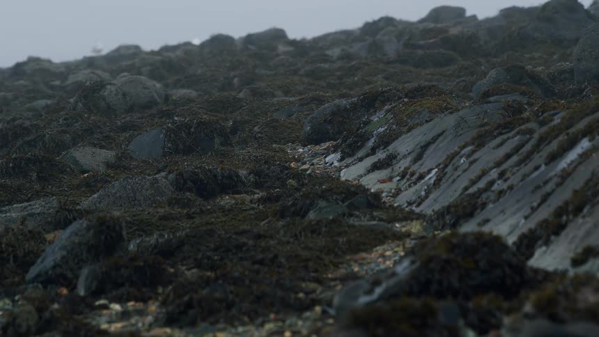 A low-angle close-up shot of a rocky coastline covered in dark seaweed on a foggy, misty day