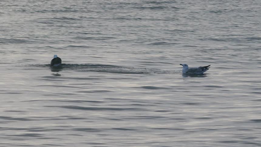 A seagull gracefully lands on the calm water next to another seagull in super slow motion