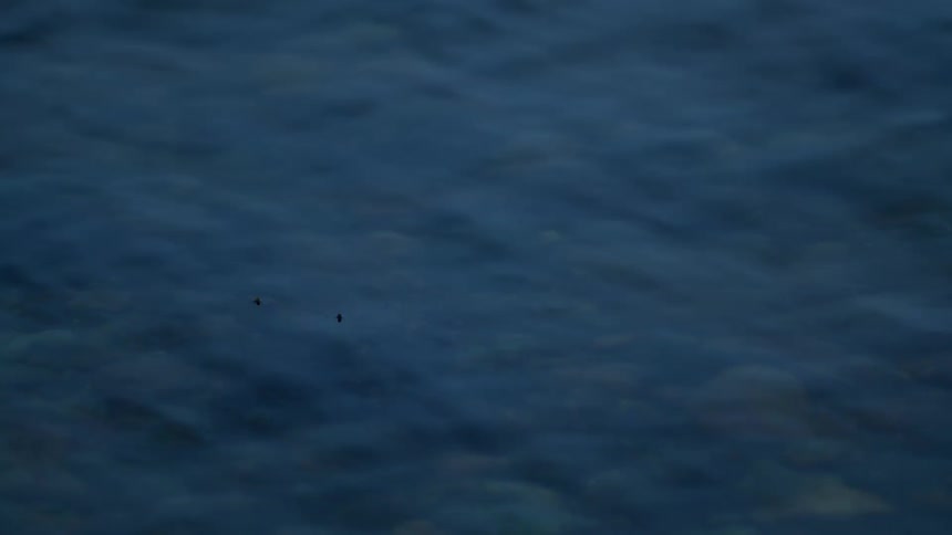 A close-up shot of seaweed poking through the surface of calm, dark blue water