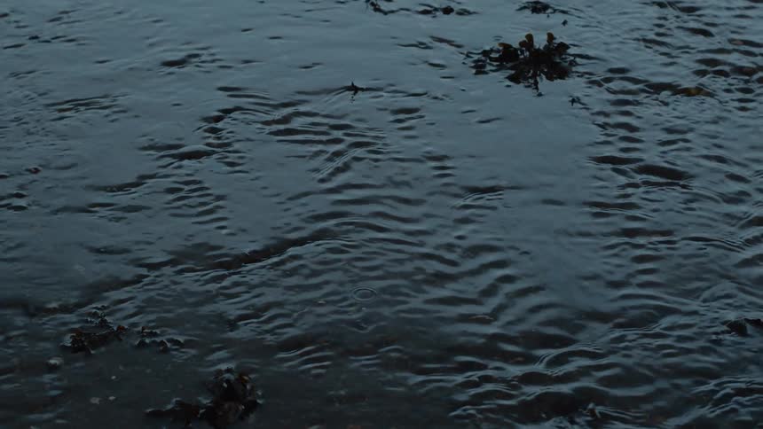 Raindrops fall onto the surface of a dark, shallow stream, creating gentle ripples