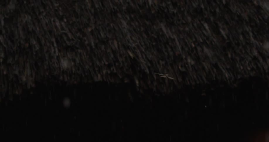 Insect flying through the rain