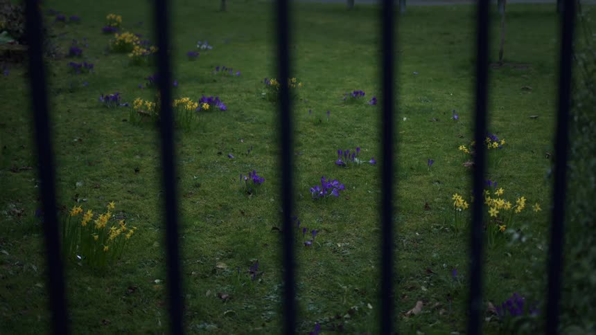 Yellow daffodils and purple crocuses in a green field, viewed through the bars of a dark fence