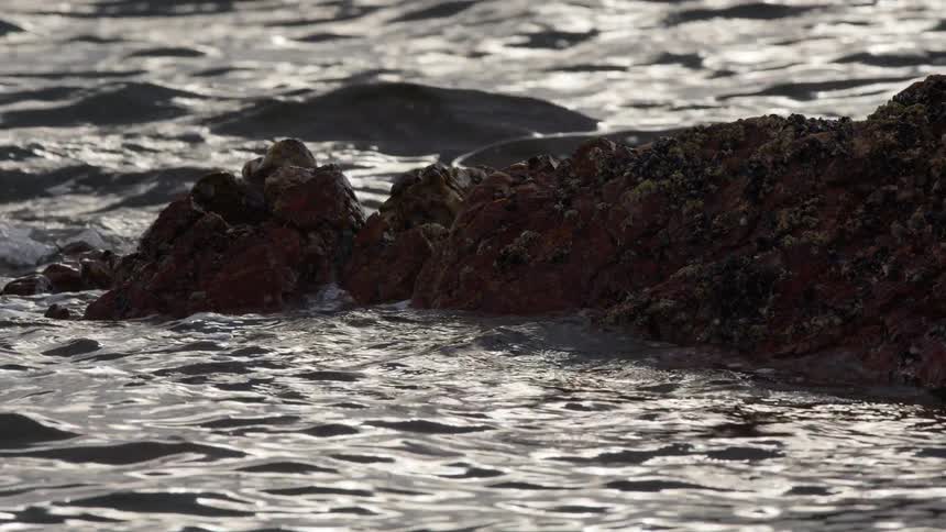Backlit ocean waves gently wash over barnacle-covered rocks in a serene slow-motion close-up