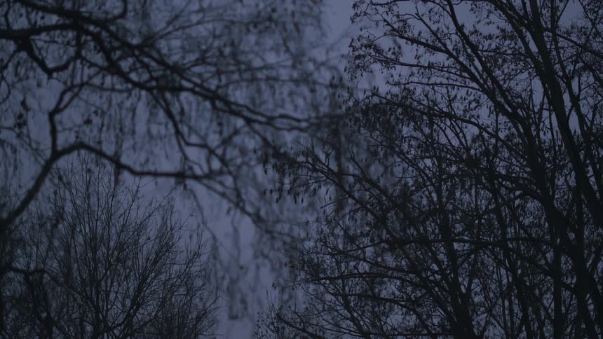 Static shot of barren tree branches silhouetted against the evening sky