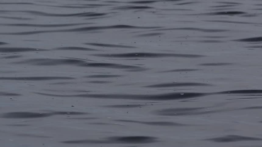 Calm, dark grey water ripples gently across the frame in slow motion