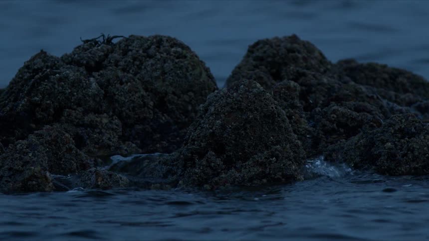 Calm ocean water gently washes over barnacle-covered rocks during twilight