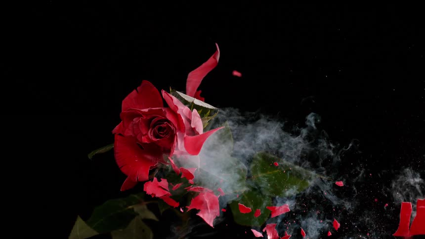 A beautiful frozen red rose dramatically explodes in a cloud of smoke and shatters into tiny pieces in super slow motion against a black background
