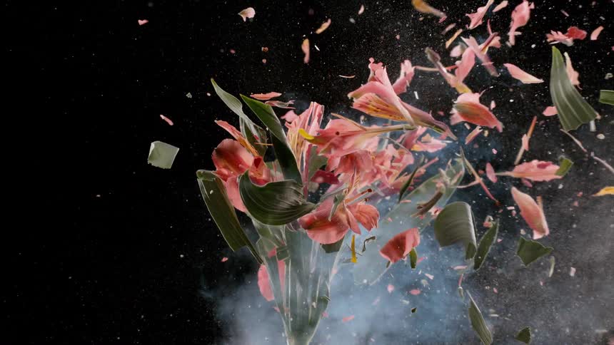 A beautiful bouquet of pink flowers frozen in liquid nitrogen explodes in a dramatic cloud of smoke and shattered petals in super slow motion against a black background