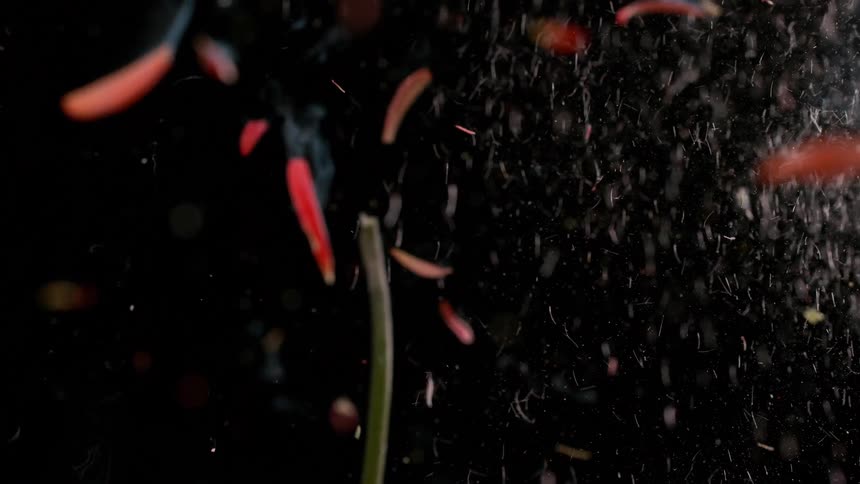Dramatic slow-motion footage shows a vibrant red flower with a smoking stem suddenly exploding into thousands of pieces