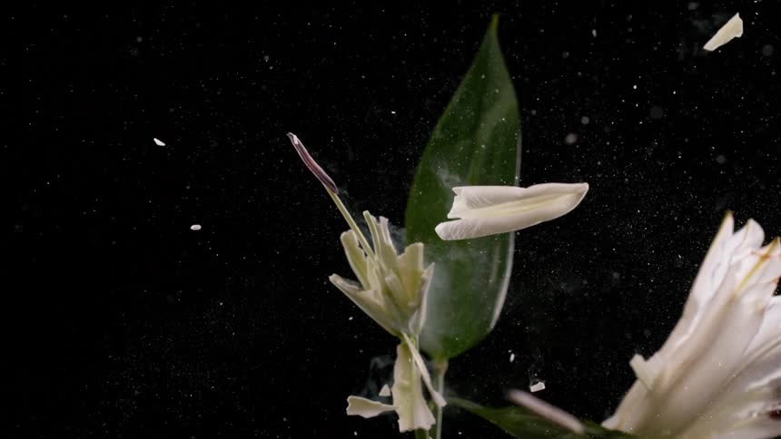 A frozen white lily flower explodes in spectacular slow motion, shattering into a thousand tiny pieces against a black background