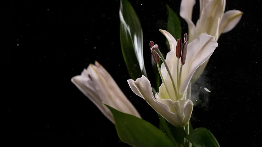 A delicate white lily flower explodes in a spectacular display of shattering petals and flying fragments in slow motion