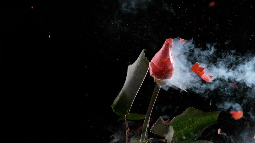 In ultra slow motion, a frozen red rose is shot and explodes into tiny pieces against a black background