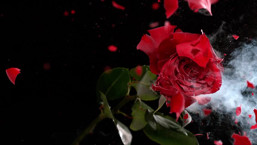 A red rose frozen in liquid nitrogen dramatically explodes in super slow motion against a black background
