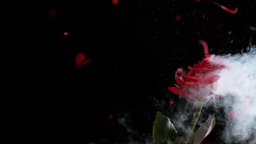 A frozen red rose with smoke rising from its stem explodes in a burst of shattered petals in super slow motion against a black background