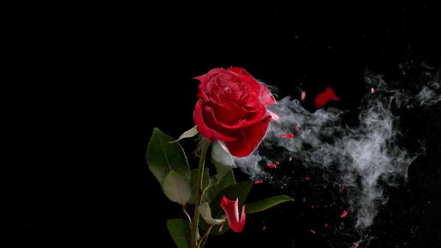 A bullet dramatically shatters a smoking red rose, sending petals flying in super slow motion against a black background
