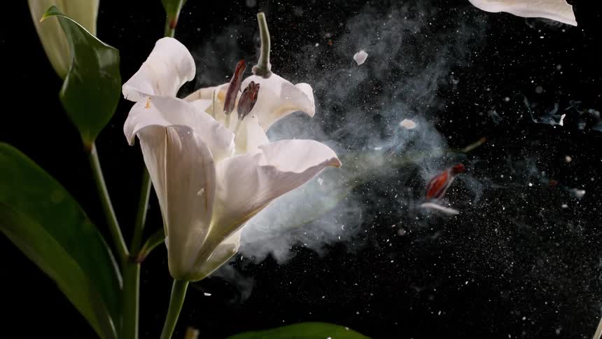 A white lily flower frozen in liquid nitrogen shatters in a dramatic slow-motion explosion against a black background