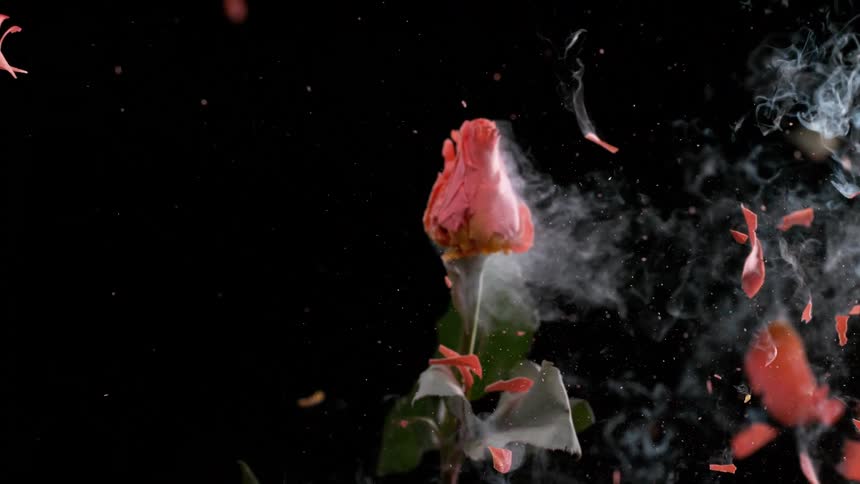 A smoking, frozen pink rose explodes in spectacular super slow-motion against a black background