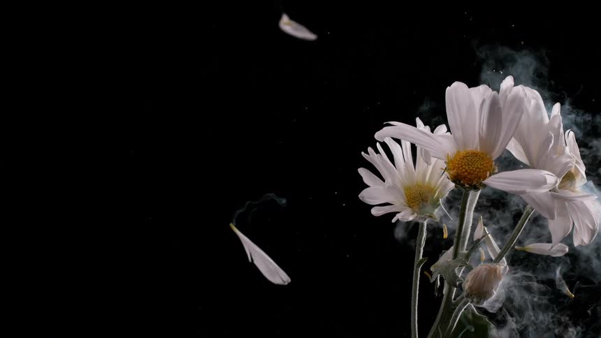 A bouquet of frozen white daisies dramatically shatters into pieces in a slow-motion explosion against a black background