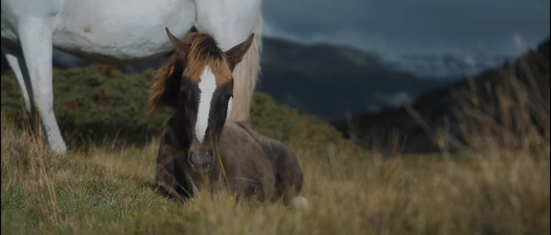 A beautiful young foal with a white blaze on its face rests peacefully in a grassy field next to its mother