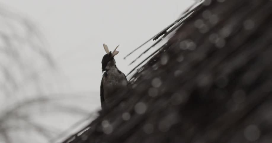 A bird eating a winged bug as rain drips from the thatch roof it is perched on