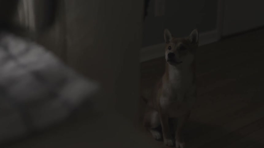 A dog watches a person cooking in the kitchen