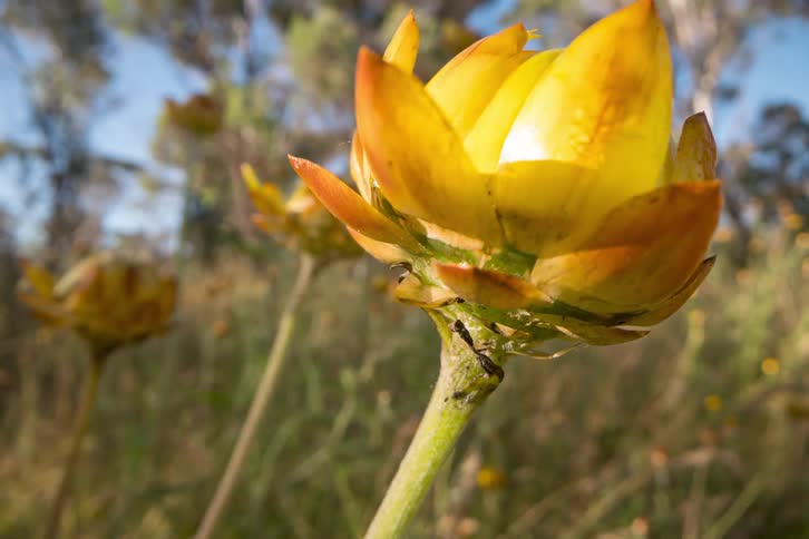 Stunning macro time-lapse shows a vibrant yellow everlasting flower opening its petals to the sun