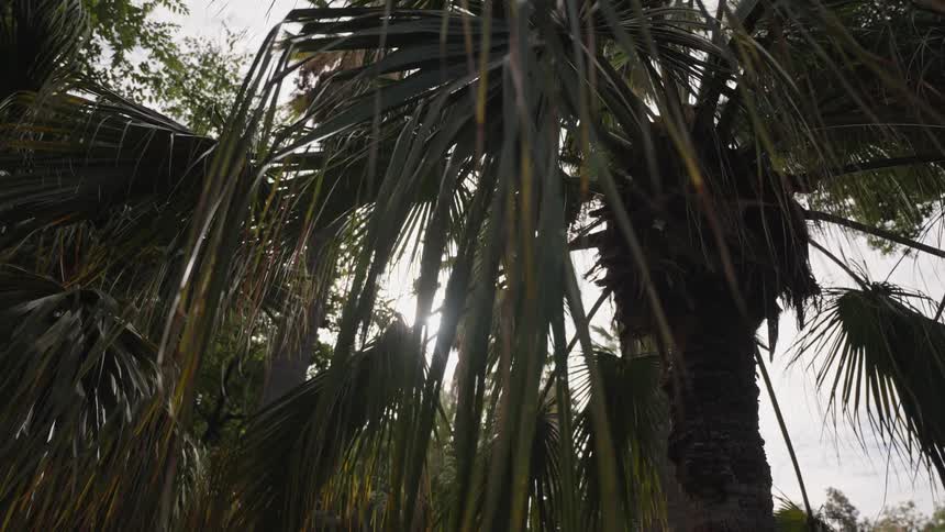 A serene, static shot looking up at a palm tree with the sun peeking through the fronds