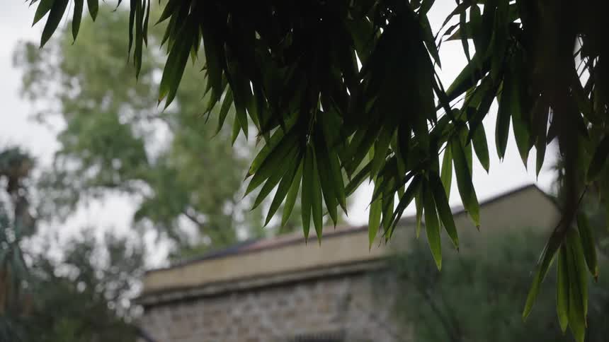 A close-up of dark green leaves swaying in the breeze with a blurry stone building in the background