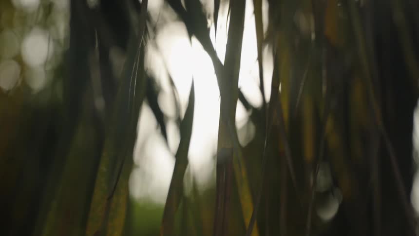 Bright sunlight shines through the leaves of a palm tree on a tranquil day