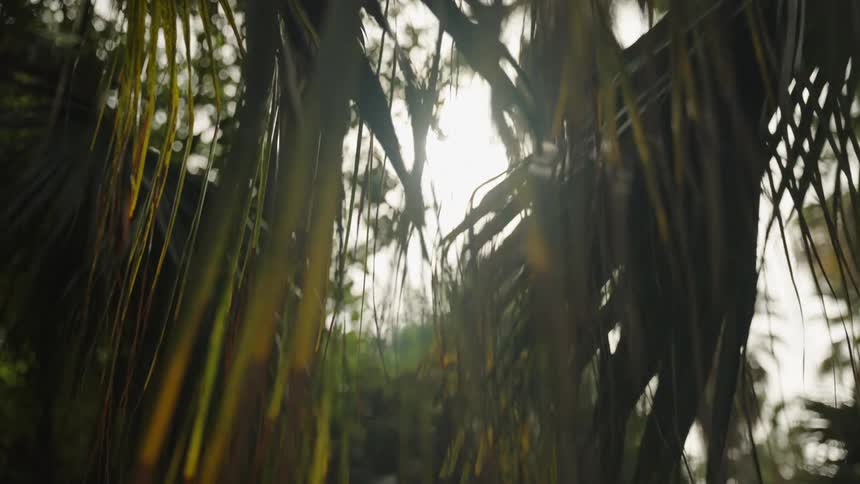 Low angle slow motion shot through a lush jungle of palm trees with sunlight beaming through