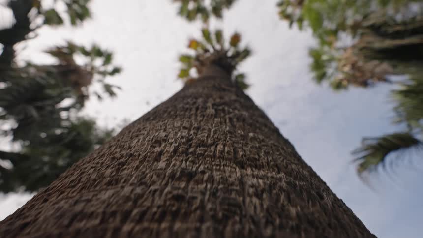 A low-angle pull-out shot starting on the textured bark of a palm tree and revealing its crown against the sky