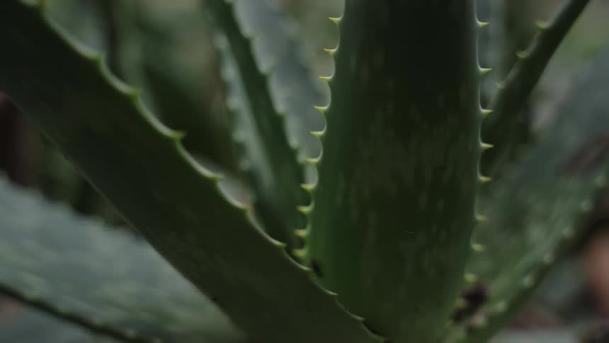 A detailed close-up shot of a vibrant green aloe vera plant, with a focus pull highlighting the sharp spikes along its leaves