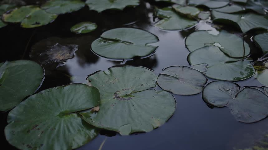 Close-up of serene lily pads floating on the calm, dark surface of a pond