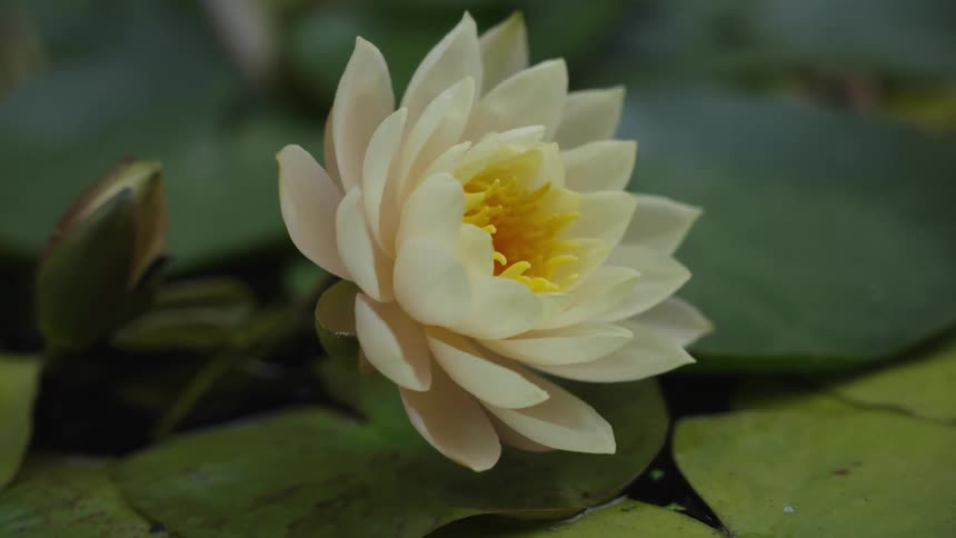 A serene close-up of a delicate white and yellow water lily blooming amongst green lily pads on a still pond