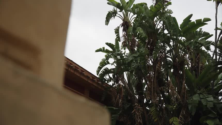 Pigeons land on the tiled roof of a building next to tall, lush tropical plants on an overcast day
