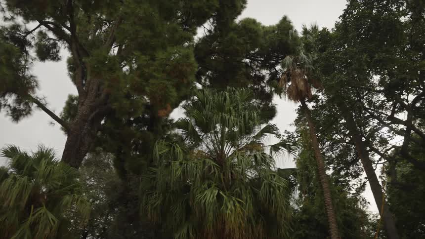 Lush green pine and palm trees tower over the viewer against a grey, overcast sky