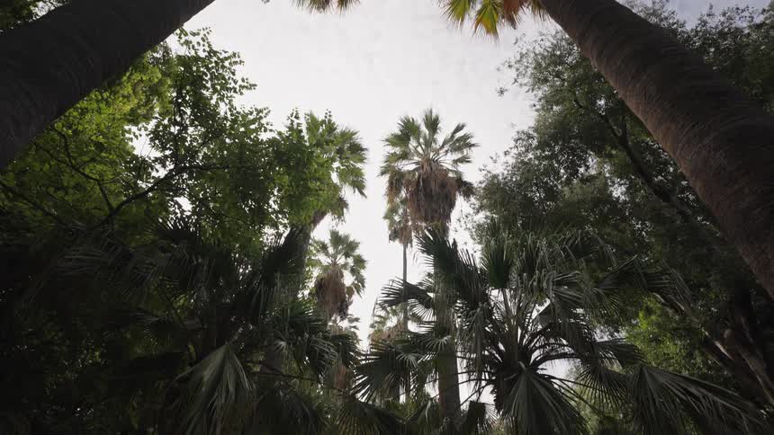 A tranquil pathway through a lush park, with the camera tilting up to reveal towering palm trees against the bright sky